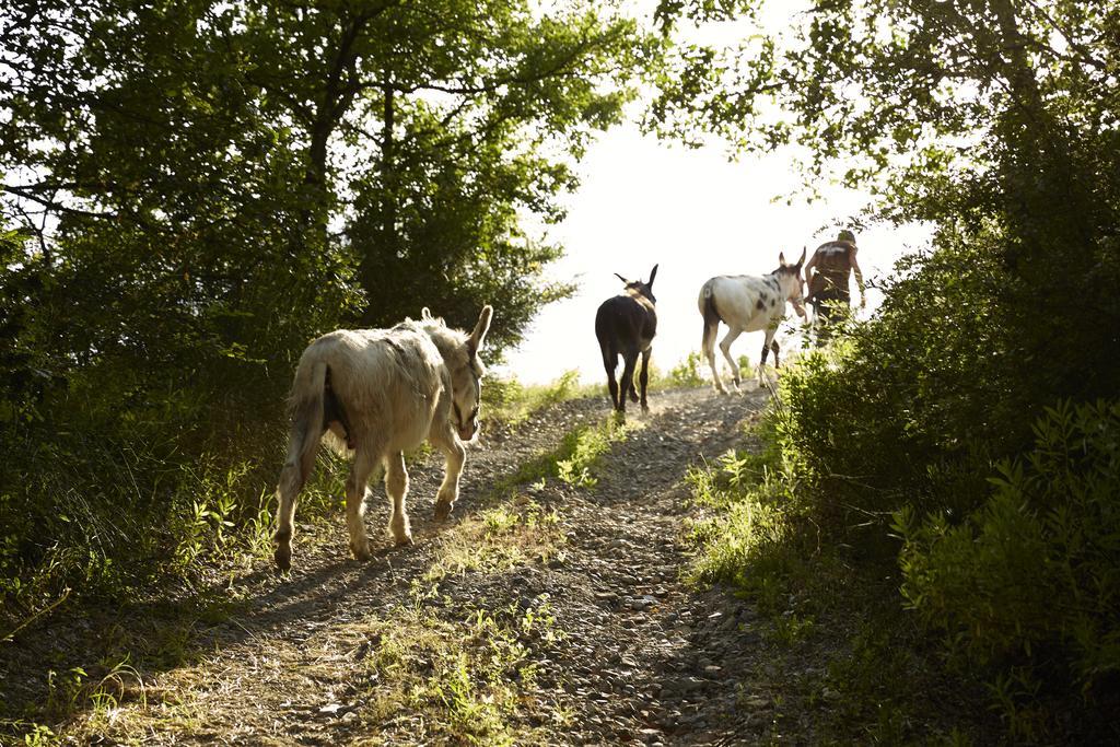 Agriturismo Ca' Del Ciuco Vezzano sul Crostolo Екстериор снимка